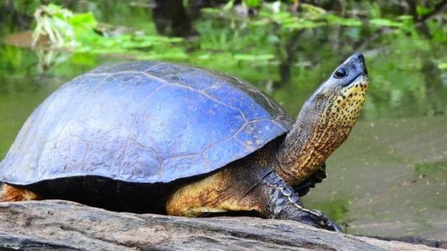 Nationalpark Tortuguero: Kanutour mit Elektromotor — Guided tour and outdoor activity