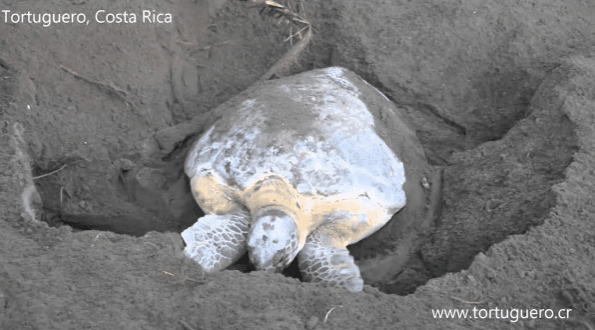 Tortuguero: Turtle Nesting Night Tour — Guided tour and outdoor activity
