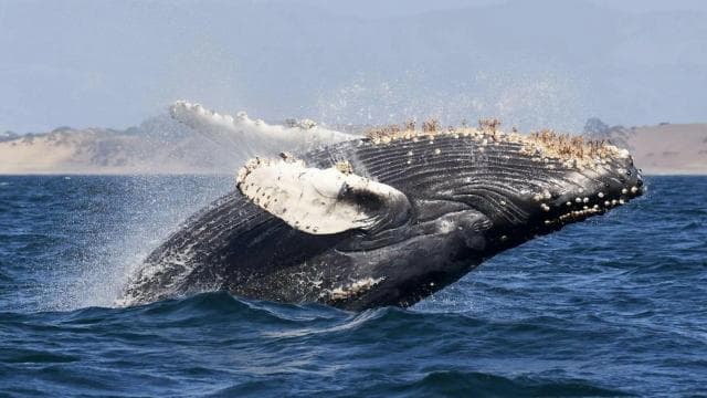 Uvita: Whales and Dolphins Watching Tour - Bahia Ballena — Guided tour and outdoor activity