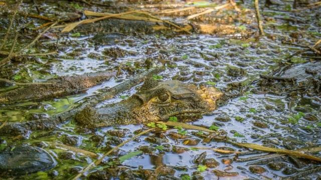 Cahuita-Nationalpark: Die besten Aktivitäten in Cahuita Limon — Guided tour and outdoor activity