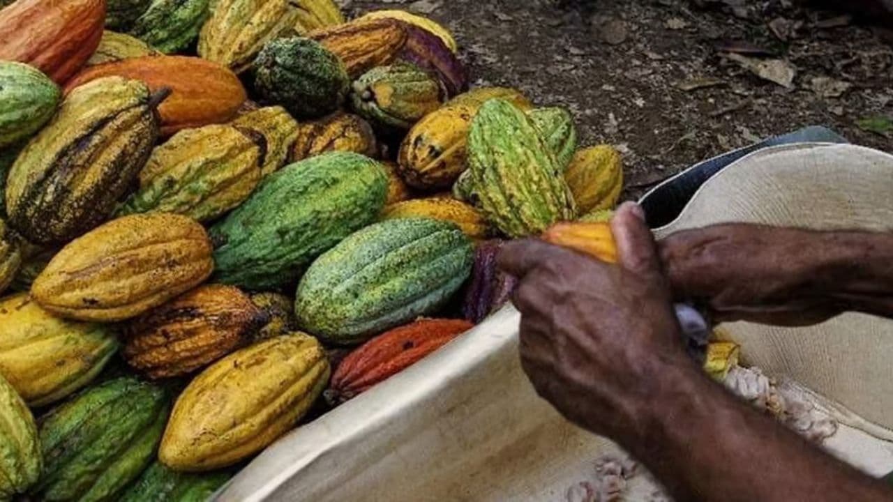 Punta Cana: Higuey, ochutnávka kávy a kakaa s obědem — Guided tour and outdoor activity