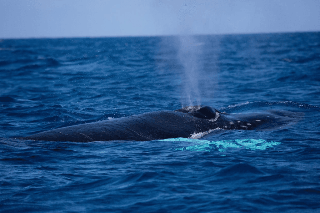 Wie Wissenschaftler die Schwimmrichtung der Wale in der Bucht von Samaná verfolgen