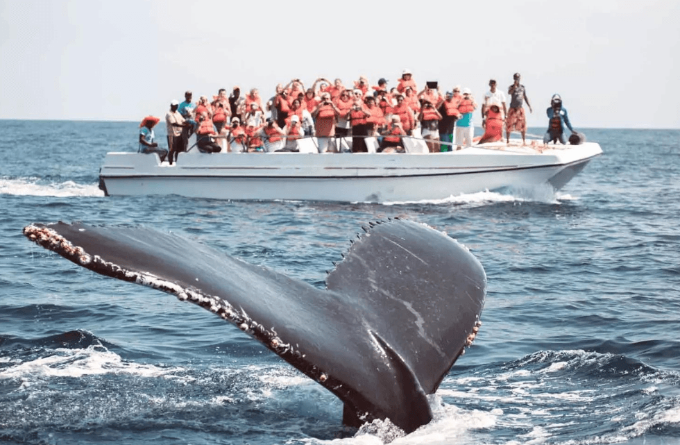 Samaná Whale Watching 2027: Vollständiger Besucherführer