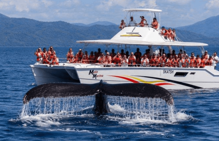 Walbeobachtung in Samaná 2027: Saison, Touren und Tipps