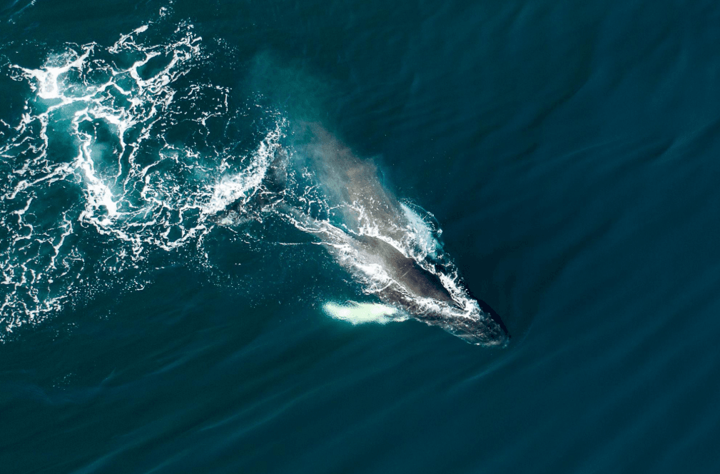 Tierwelt in der Bucht von Samaná: Jenseits der Wale