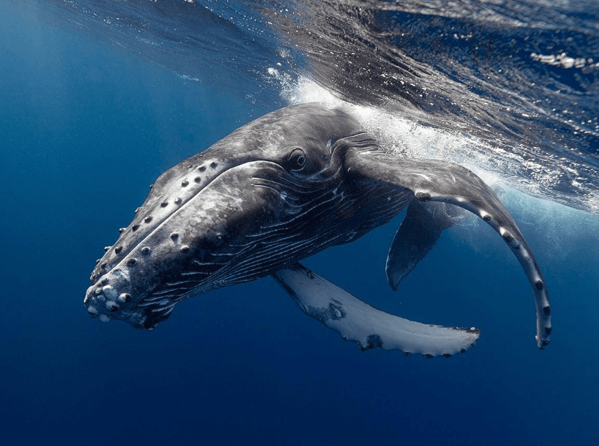 Wie Wissenschaftler den Unterwasserlärm von Booten in der Bucht von Samaná messen