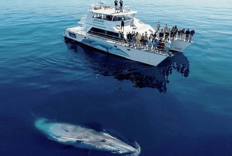 Treffen Buckelwale in der Samaná-Bucht wieder mit Sozialpartnern zusammen?