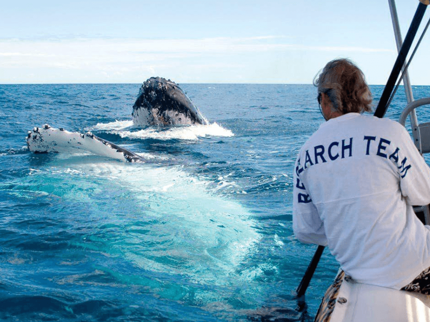 ¿Por qué las ballenas jorobadas emiten sonidos bajo el agua?