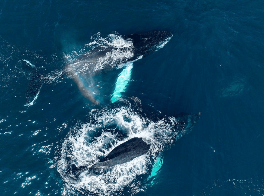 ¿Cómo aprenden a nadar las crías de ballena jorobada en la Bahía de Samaná?