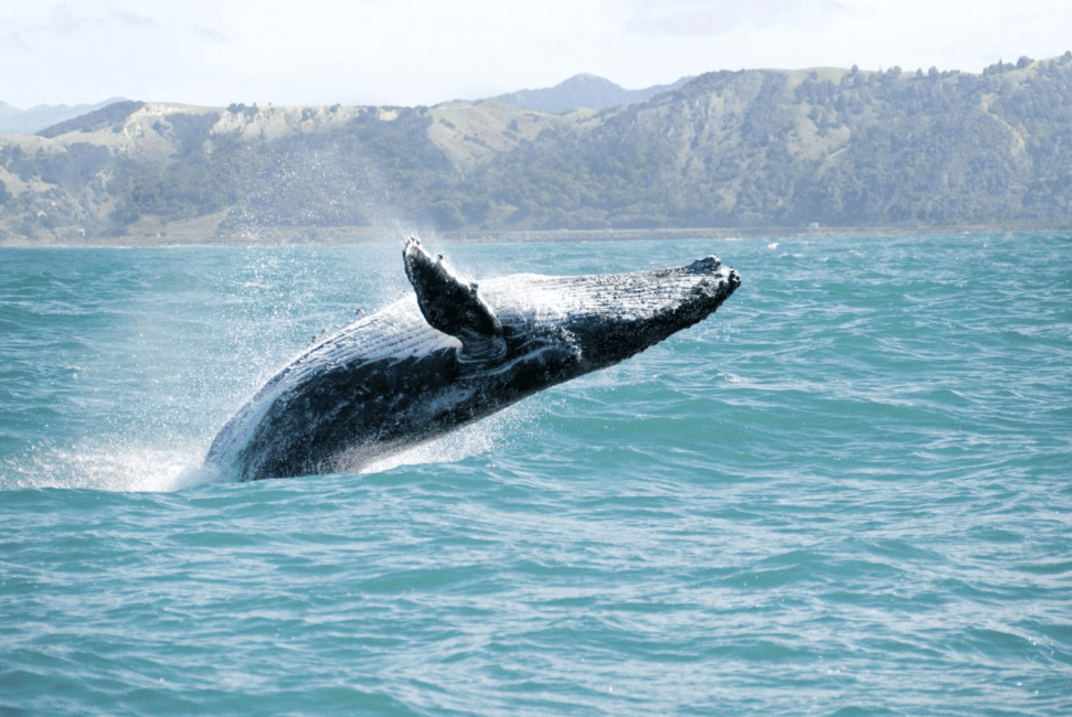 Can You See Whales from Shore in Samaná? Visitor Guide